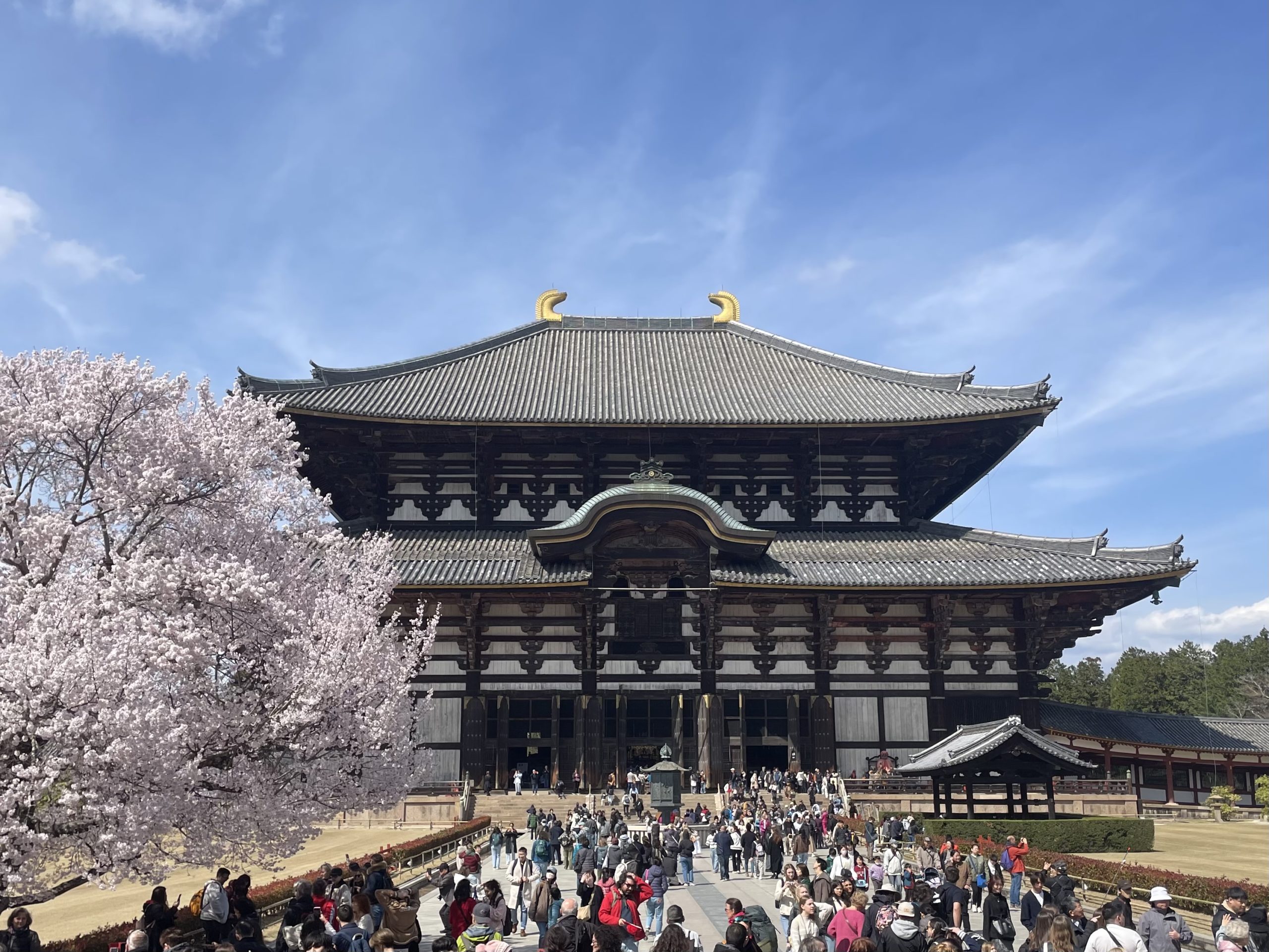 Visitors entering the Great Buddha Hall at Tōdai-ji Temple during cherry blossom season in Nara, Japan